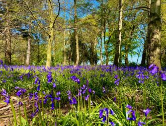 Beautiful Bluebells