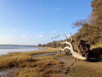 Nacton shore looking West