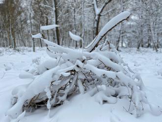 Winter in the woods