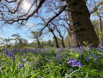 2020 - Spring in Nacton