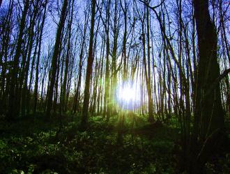 2012 - Broke Hall Woods in Winter - Jos Leeder