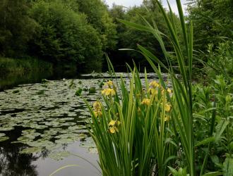 Fishing Lakes at Ladywood